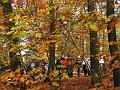 Wandeling van Monke en Judith op 21-10-2012 (57)